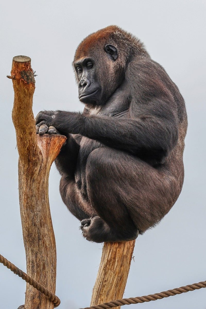 Jungle Wildlife